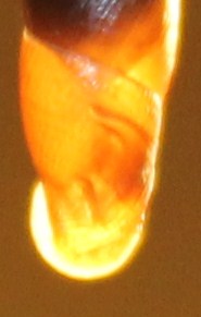 Clausiliidae da identificare